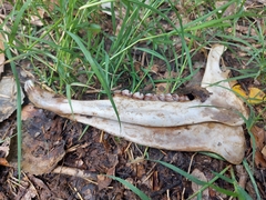 Odocoileus virginianus couesi