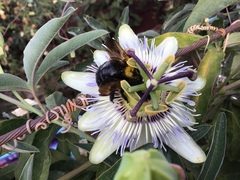Passiflora caerulea