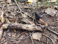 Odocoileus virginianus couesi