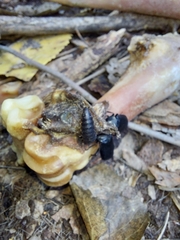 Odocoileus virginianus couesi