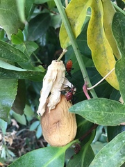 Leptoglossus zonatus