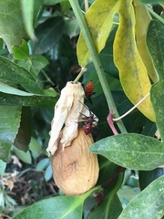 Leptoglossus zonatus