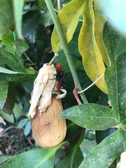 Leptoglossus zonatus