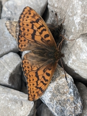 Boloria alberta