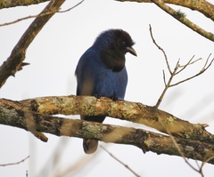 Cyanocorax caeruleus