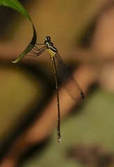 Coeliccia membranipes