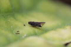 Scaphytopius loricatus