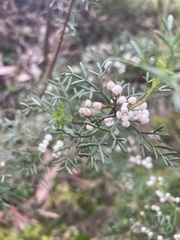 Cyanothamnus quadrangulus