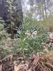 Cyanothamnus quadrangulus