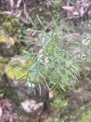 Cyanothamnus quadrangulus