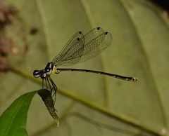Coeliccia membranipes