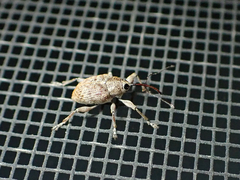 Curculio occidentis