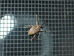 Curculio occidentis