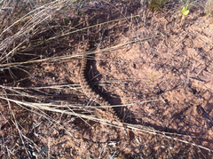 Sistrurus tergeminus