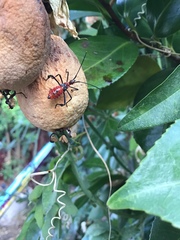 Leptoglossus zonatus