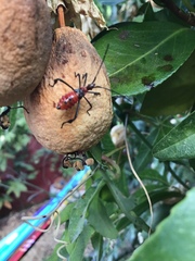 Leptoglossus zonatus