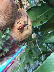 Leptoglossus zonatus