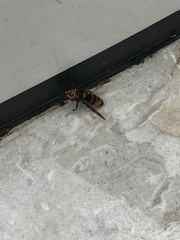 Vespa velutina