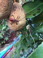 Leptoglossus zonatus