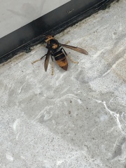 Vespa velutina