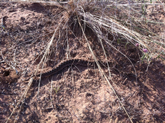 Sistrurus tergeminus