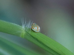 Hemisphaerius binduseni