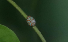 Hemisphaerius binduseni