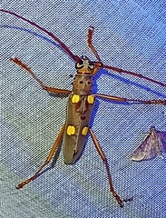 Eburia pedestris