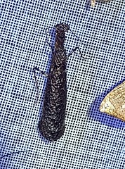 Pseudomiopteryx infuscata