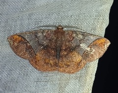 Thysanopyga abdominaria