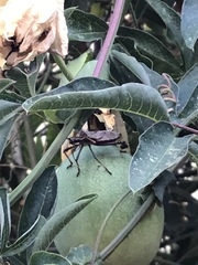 Leptoglossus zonatus