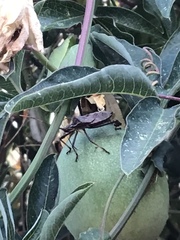 Leptoglossus zonatus