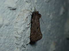 Acrolophus cockerelli