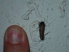 Acrolophus cockerelli