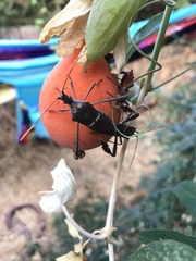 Leptoglossus zonatus
