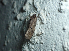 Acrolophus cockerelli