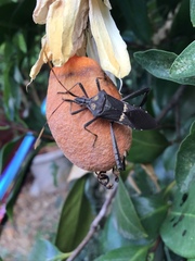 Leptoglossus zonatus