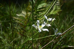 Sabatia difformis