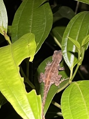 Anolis gundlachi