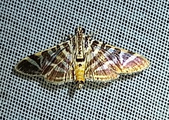 Spilomela discordens