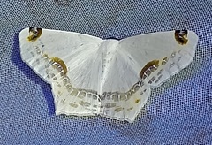 Sericoptera mahometaria