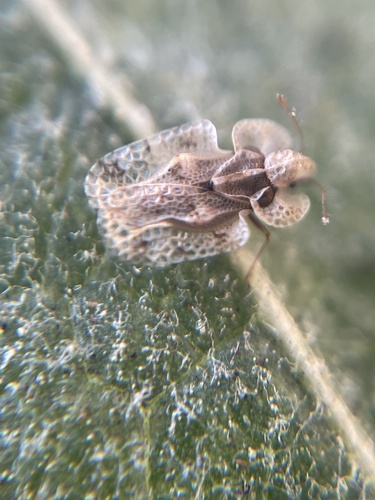 iNaturalist observation photo of Corythucha