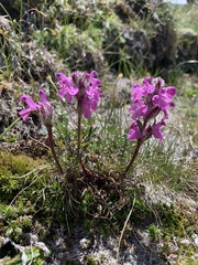 Pedicularis caucasica