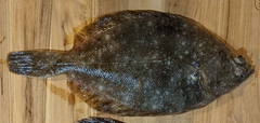 Lepidopsetta bilineata