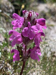 Pedicularis caucasica