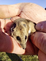 Sminthopsis crassicaudata
