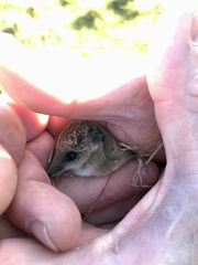 Sminthopsis crassicaudata