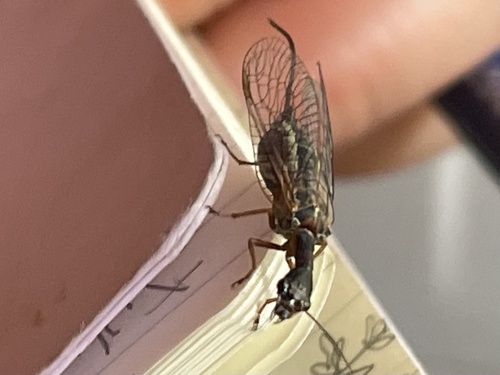 iNaturalist observation photo of Common Snakeflies