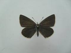 Polyommatus damocles