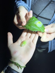 Gaeotis nigrolineata